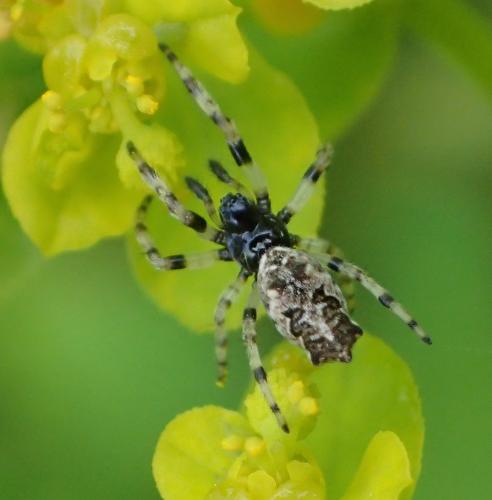 Réf. 196 960 : Cyclosa oculata